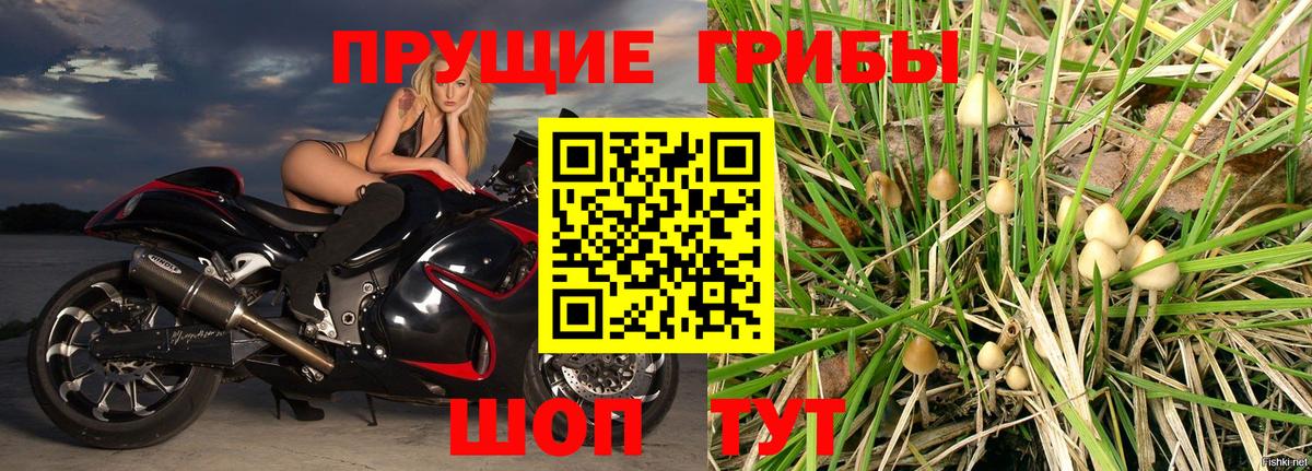 Галлюциногенные грибы Psilocybine cubensis Великий Новгород
